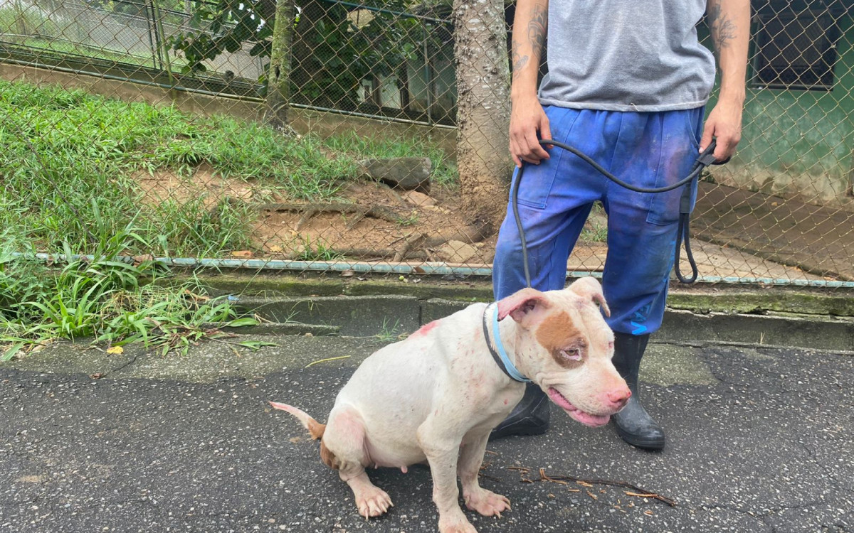 Cachorros foram levados para a Fazenda Modelo, em Guaratiba, Zona Oeste do Rio, onde passaram por exames