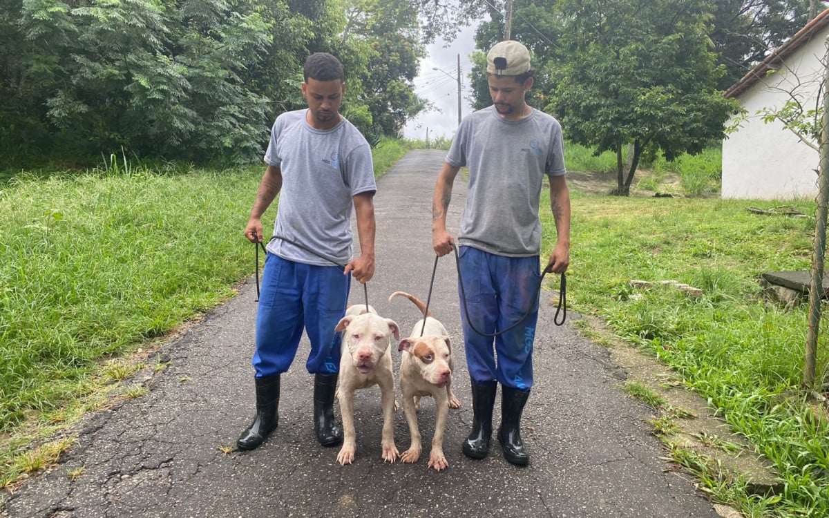 Cachorros foram levados para a Fazenda Modelo, em Guaratiba, Zona Oeste do Rio, onde passaram por exames - Divulgação