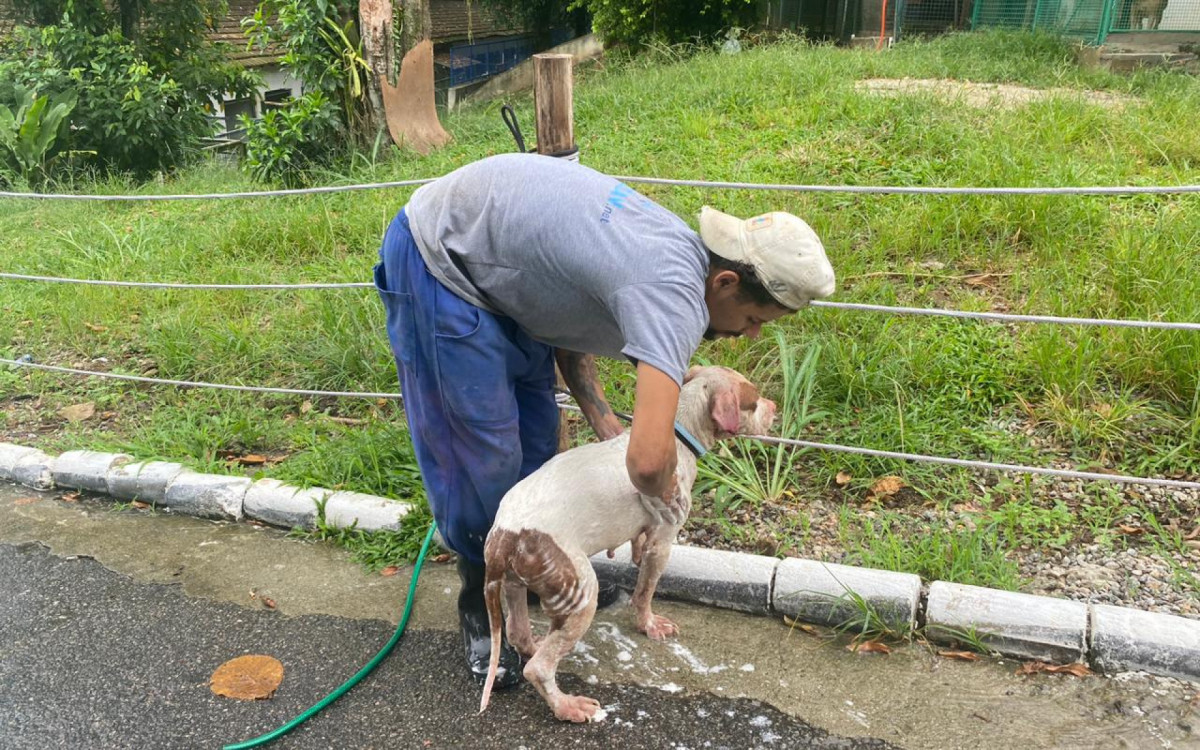 Cachorros foram levados para a Fazenda Modelo, em Guaratiba, Zona Oeste do Rio, onde passaram por exames