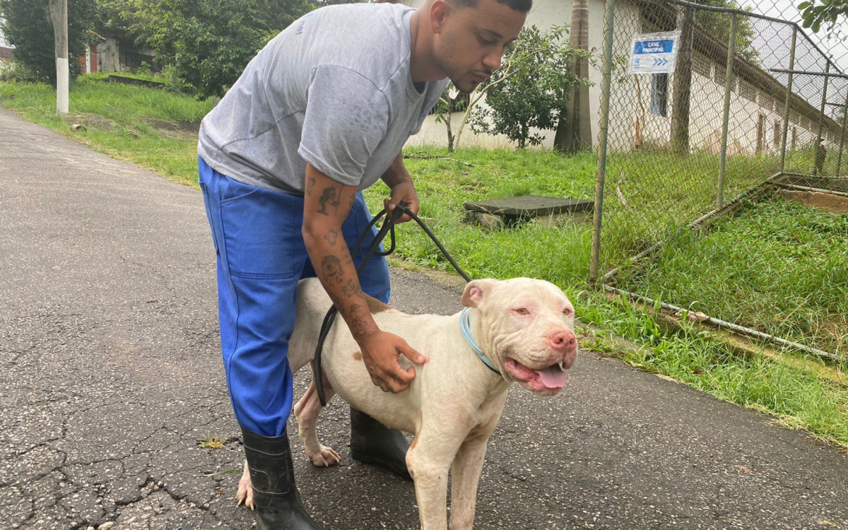 Cachorros foram levados para a Fazenda Modelo, em Guaratiba, Zona Oeste do Rio, onde passaram por exames