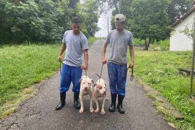 Cães resgatados com sinais de maus-tratos em Piedade testam positivo para parasita que causa leishmaniose