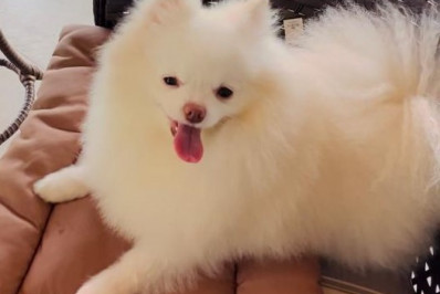 Família procura por cadela desaparecida no Catete e oferece R$ 10 mil como recompensa