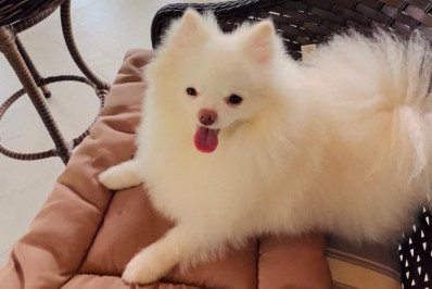 Família continua buscas por cadela desaparecida e dobra recompensa para R$ 20 mil