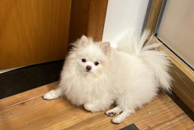 Família segue na busca por cadela desaparecida na Zona Sul