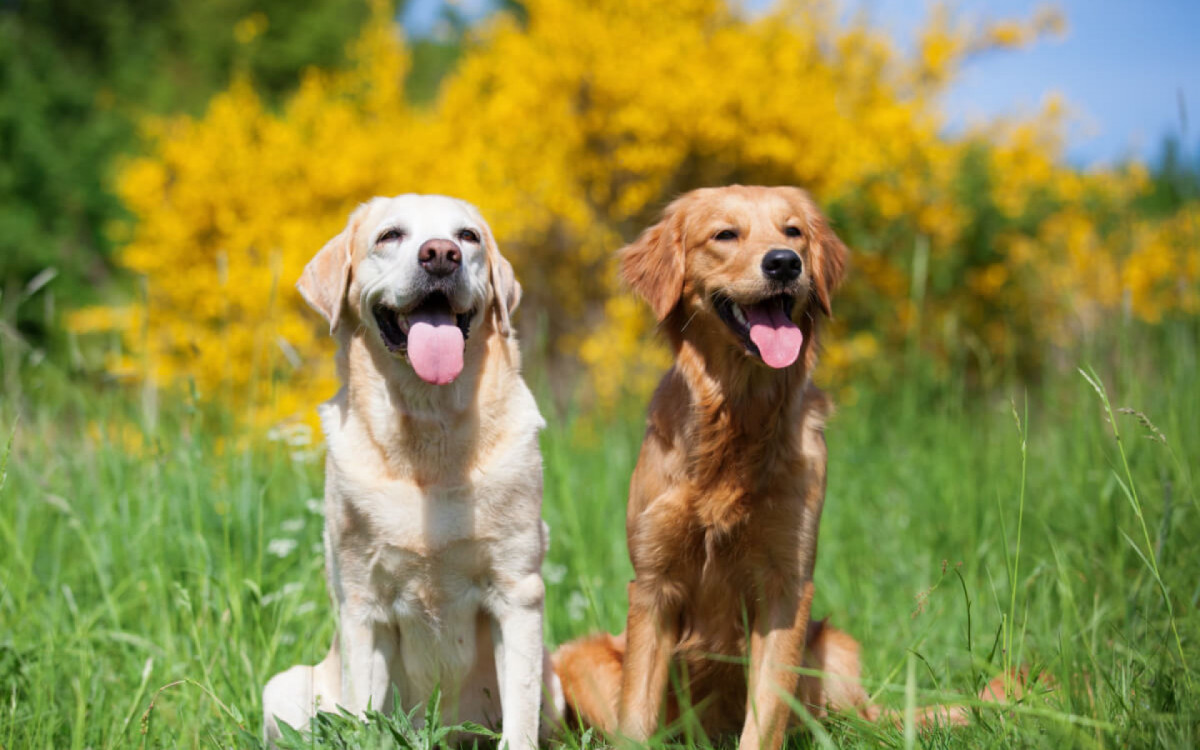 Enquanto os labradores t&ecirc;m uma pelagem curta e densa, os golden retrievers possuem pelos longos e densos (Imagem: Christian Mueller | Shutterstock)