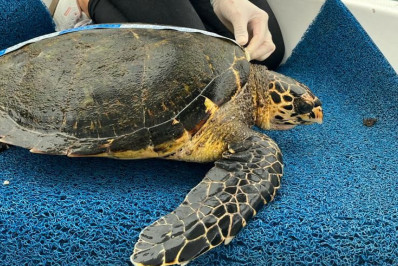 Espécie de tartaruga marinha ameaçada é encontrada em Angra dos Reis