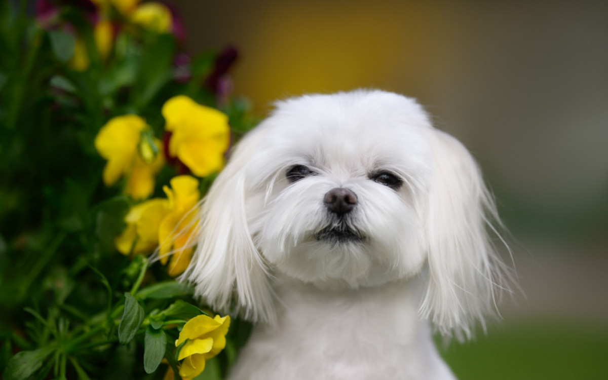 Os cachorros da ra&ccedil;a malt&ecirc;s possuem uma pelagem branca e macia, que tende a n&atilde;o soltar muito pelo (Imagem: otsphoto | Shutterstock)