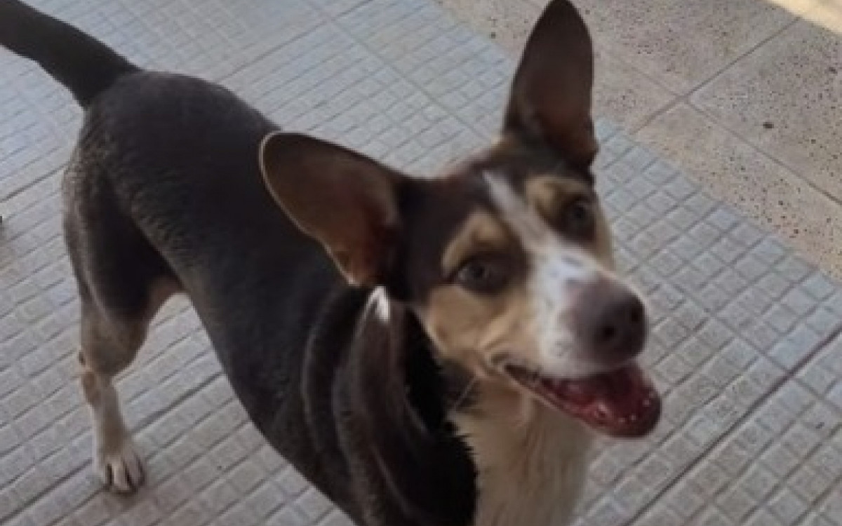 Cachorro Tronco, de 10 anos, da argentina morta a facadas em Búzios, voltou para família da vítima
