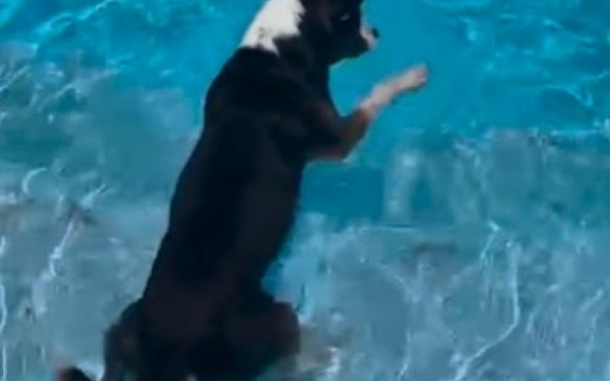 Cachorro Tronco, de 10 anos, da argentina morta a facadas em Búzios, voltou para família da vítima