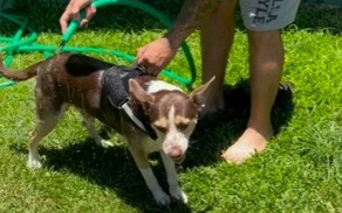 Cachorro Tronco, de 10 anos, da argentina morta a facadas em Búzios, voltou para família da vítima