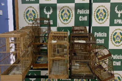 Polícia Civil resgata 143 aves silvestres vítimas de crimes ambientais em Belford Roxo