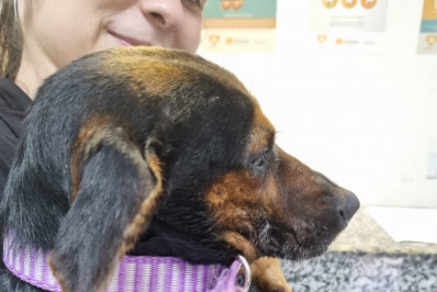 Niterói vai microchipar 100 pets neste sábado na Praça Vital Brazil