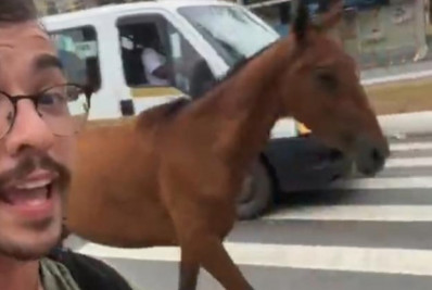 Ciclista resgata cavalo solto na Rodovia Amaral Peixoto, em Rio das Ostras