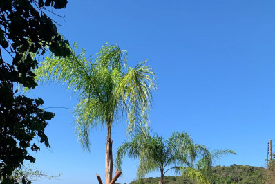 Plantios de mudas nativas marcam uma nova fase na Praia Azeda