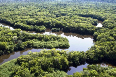 Amazônia: STF determina abertura de créditos para combate ao desmatamento
