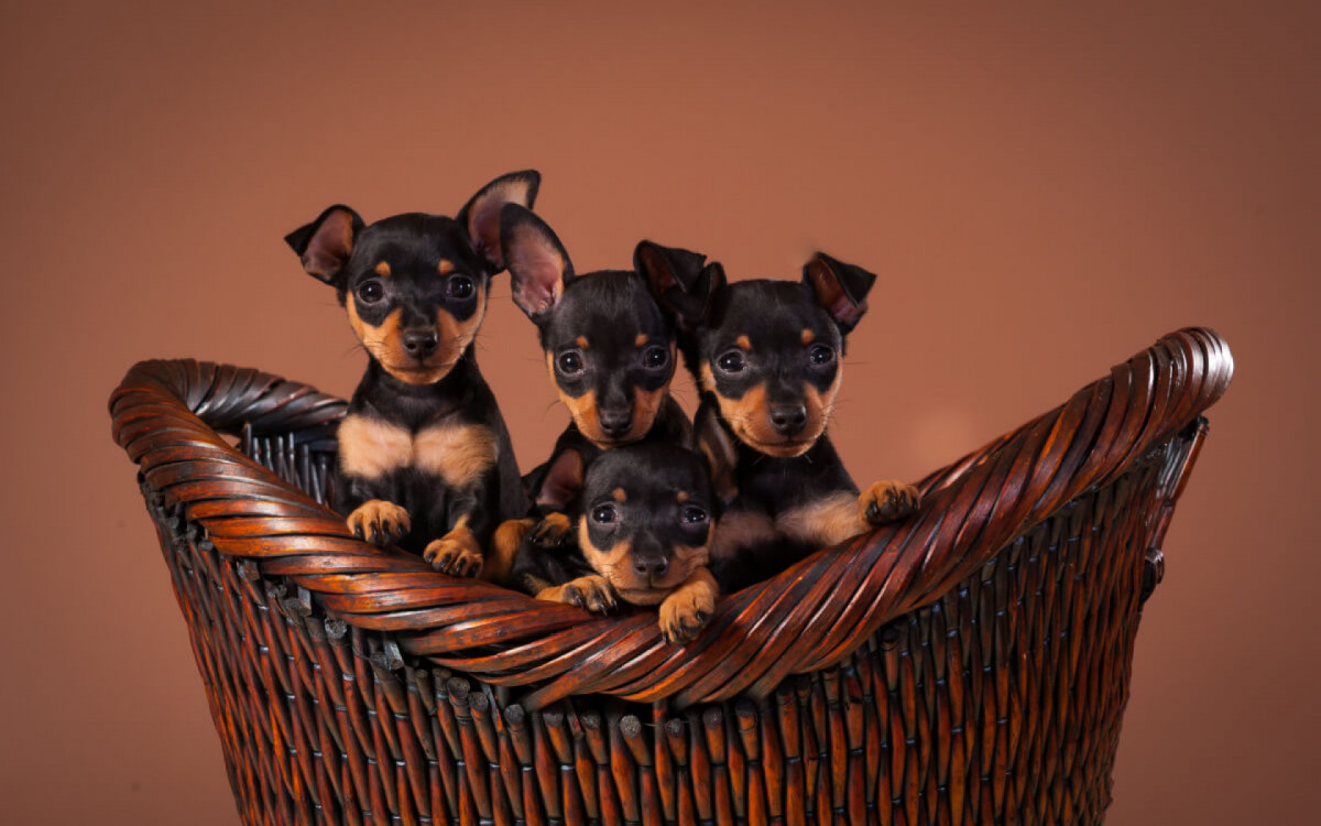 Nome inspirado em personagem de filme, s&eacute;rie ou desenho animado para pinscher pode ser interessante (Imagem:  sw_photo | Shutterstock)