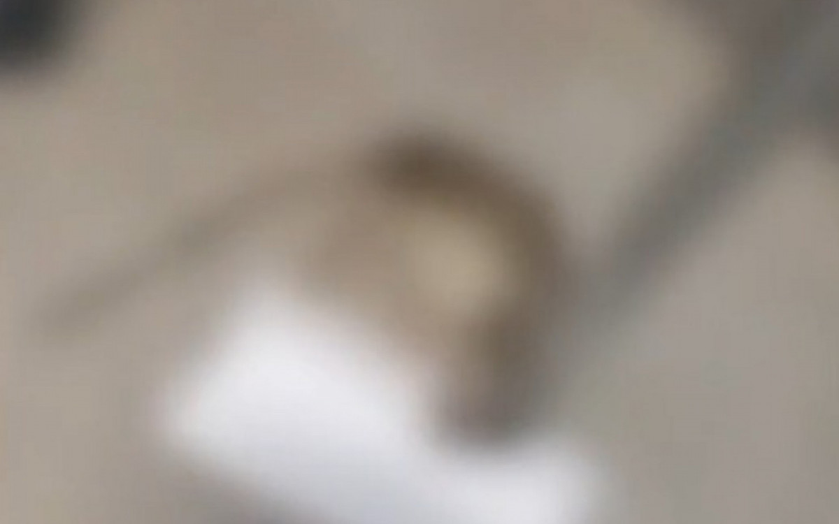 Rato estava dentro do quarto de uma paciente de 6 anos