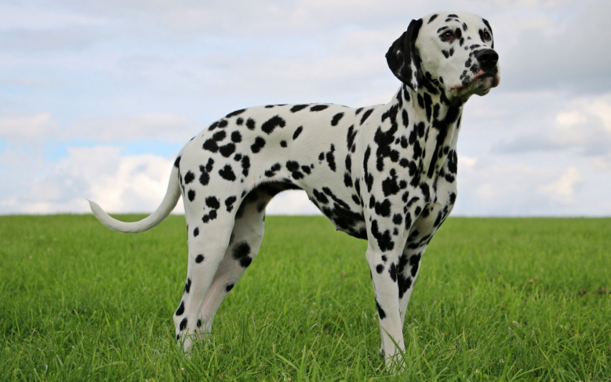 Apesar de alguns c&atilde;es se adaptarem bem ao calor, &eacute; importante tomar alguns cuidados para garantir o conforto e bem-estar desses animais (Imagem: Bianca Grueneberg | Shutterstock)