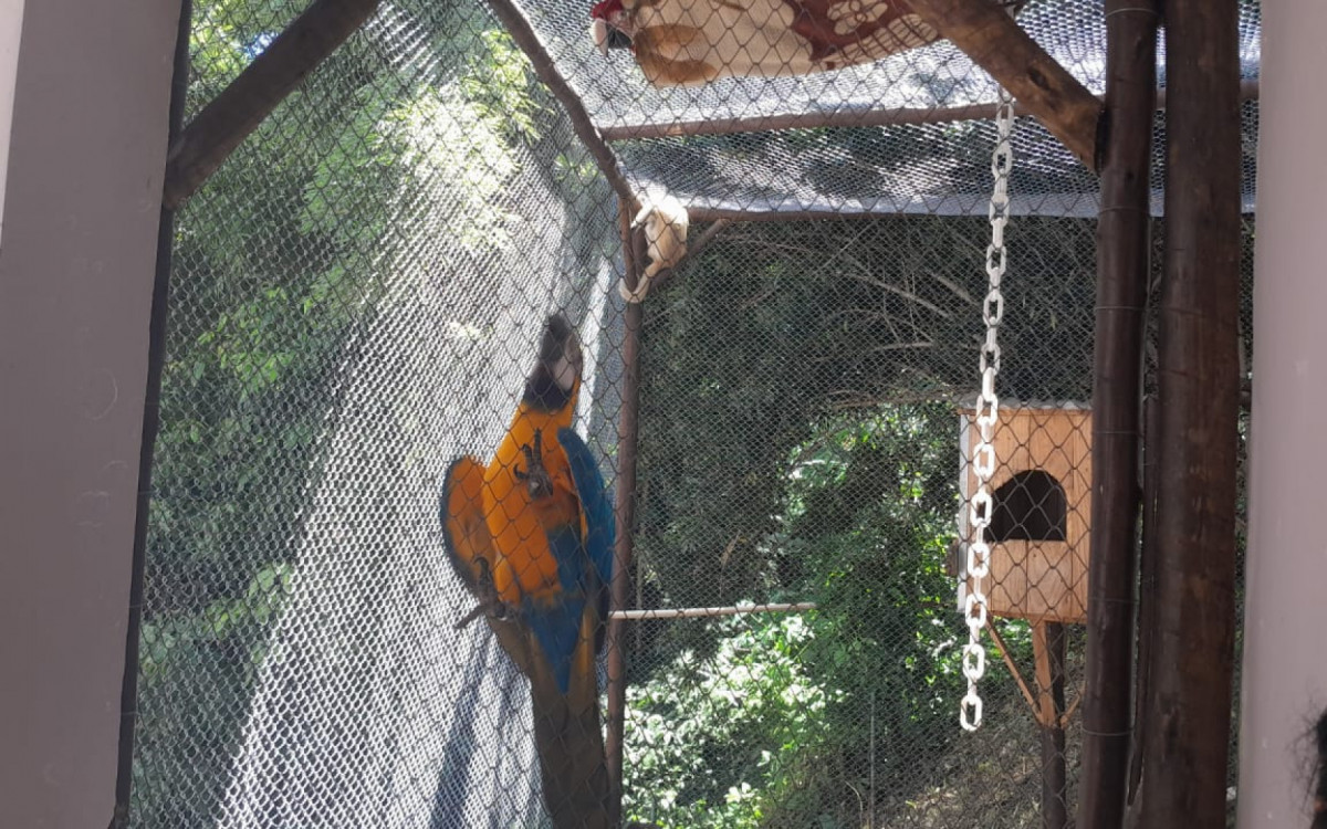 Animais silvestres encontrados na casa do suspeito, em Niterói