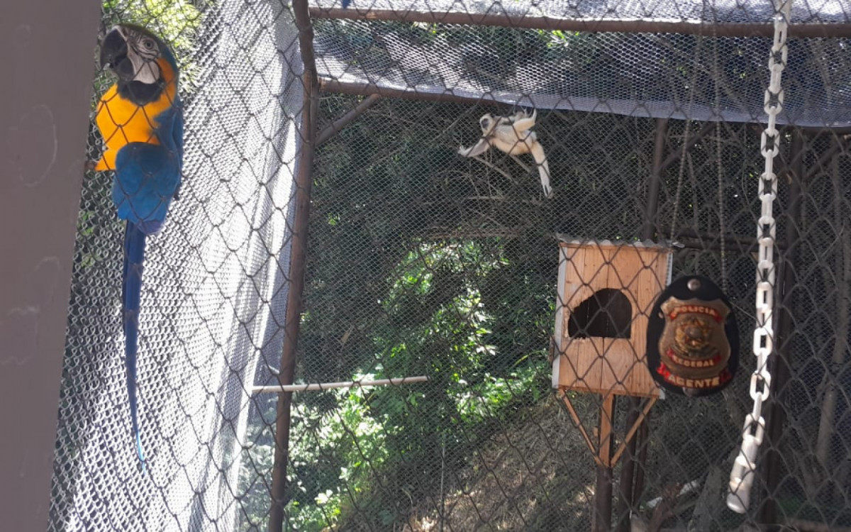Animais silvestres encontrados na casa do suspeito, em Niterói - Divulgação