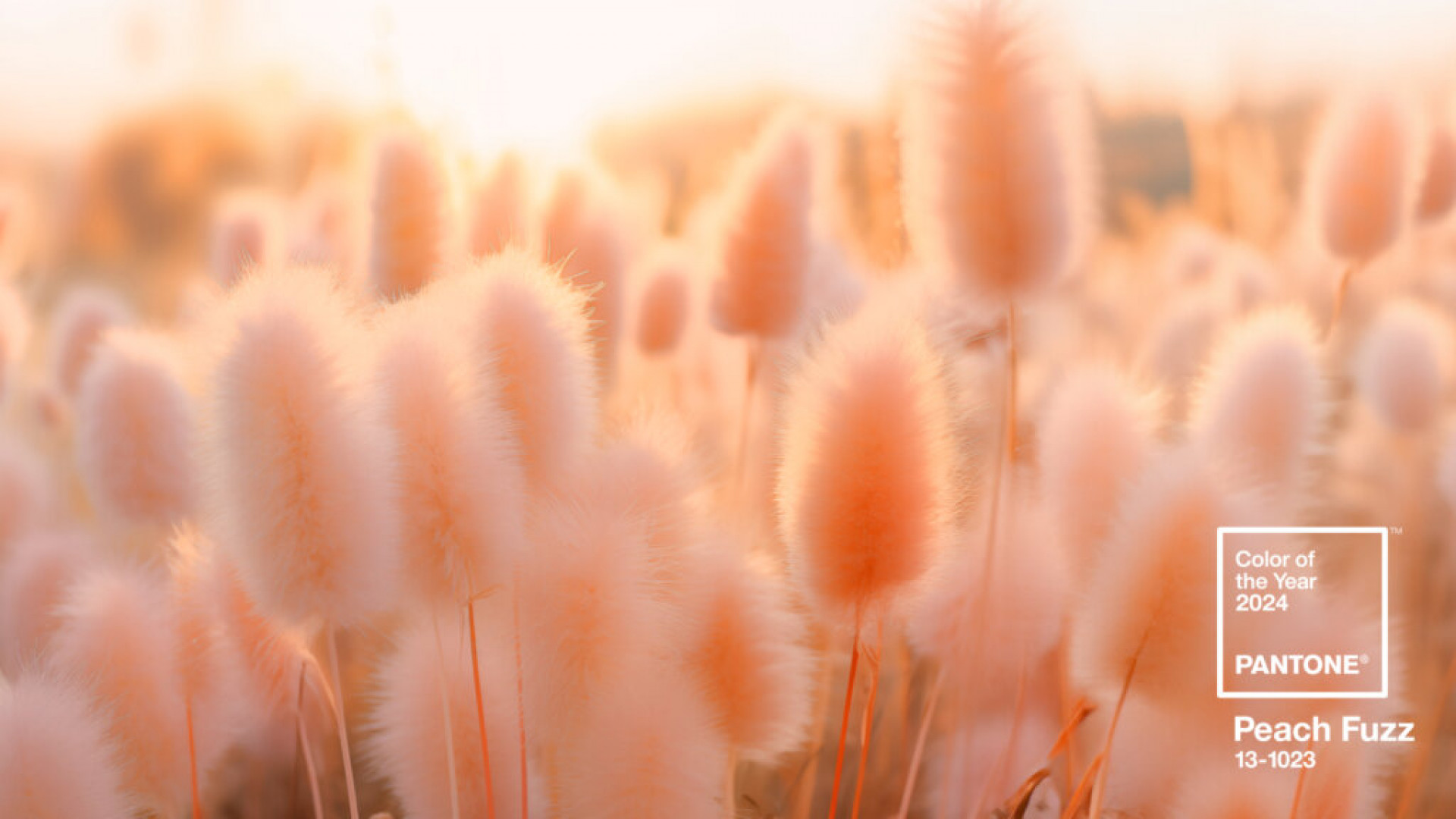 cor_pantone_2024_e_peach_fuzz_1024x57631461159.jpg