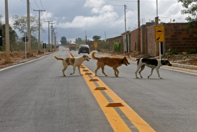 Motorista que atropelar animal e não comunicar terá que pagar multa de R$ 293, prevê projeto