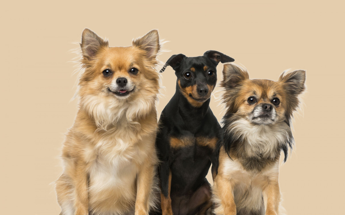 O pinscher tende a apresentar menos problemas de sa&uacute;de em compara&ccedil;&atilde;o com o chihuahua (Imagem: Eric Isselee | Shutterstock)