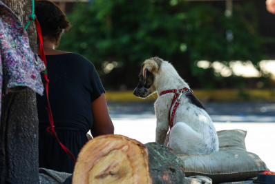 Prefeitura passa a permitir a entrada de animais de estimação em abrigos para pessoas em situação de rua
