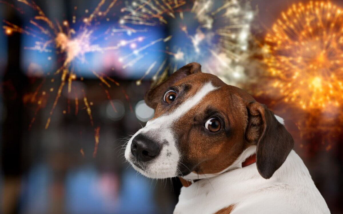 Fogos de artif&iacute;cio podem prejudicar a sa&uacute;de dos cachorros (Imagem: Billion Photos | Shutterstock)