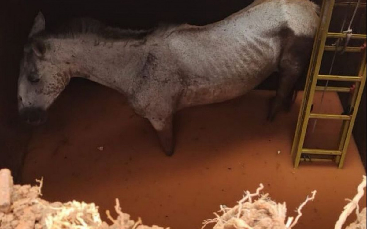 Cavalo caiu em cisterna no Morro Azul, em São João de Meriti 