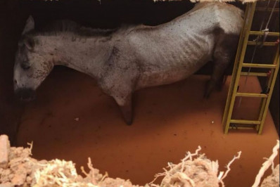 Cavalo cai em cisterna no Morro Azul e é resgatado pela Defesa Civil