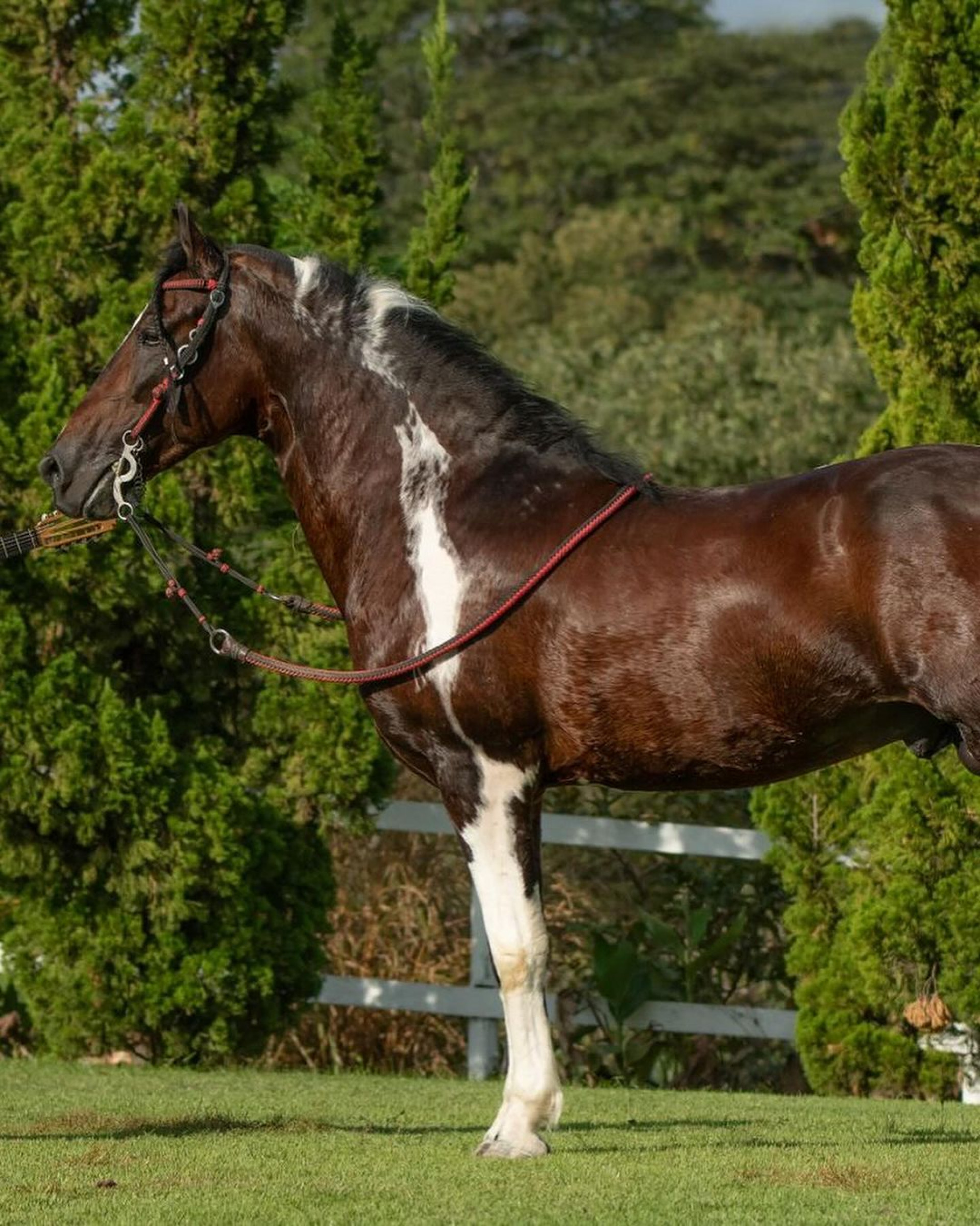 Eduardo Costa - Reprodução / Instagram