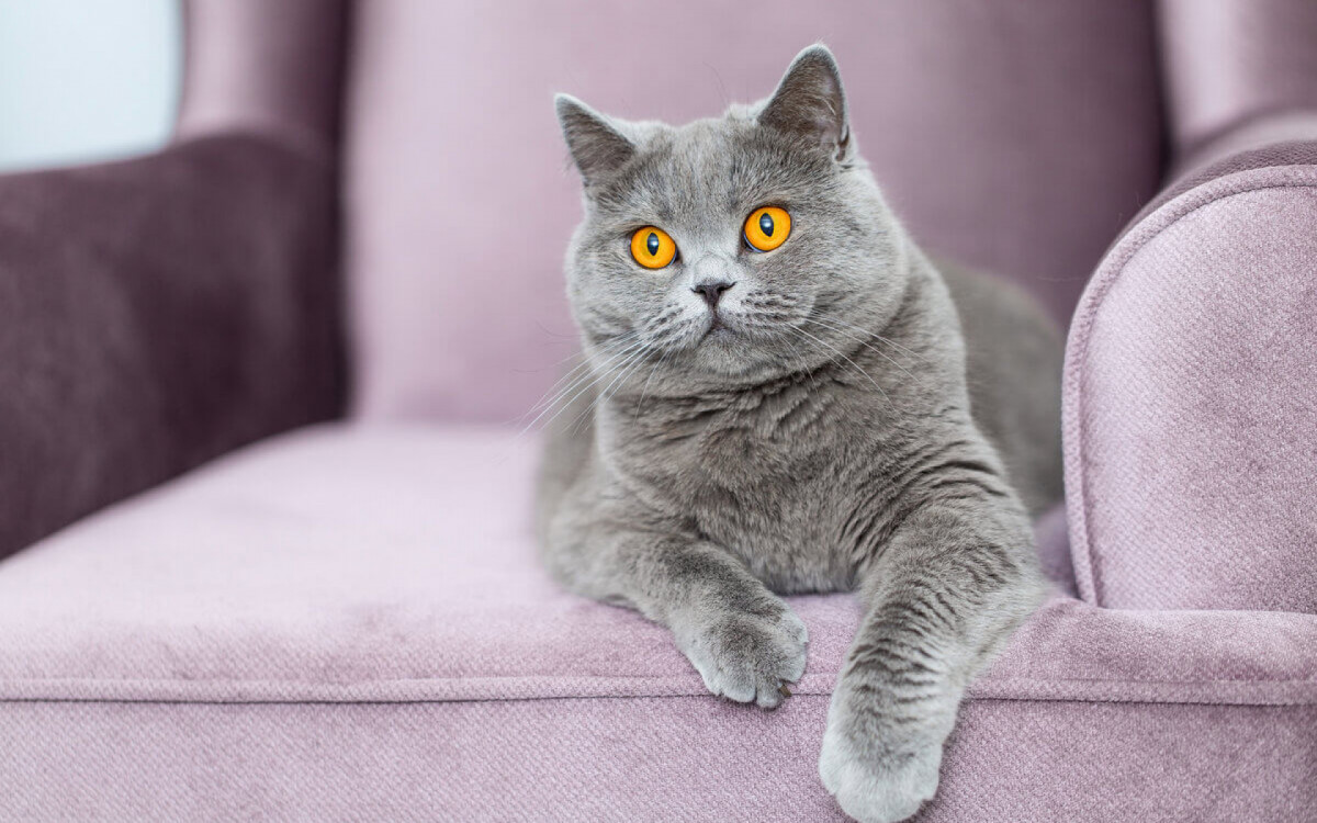 Arranhar o sof&aacute; &eacute; uma forma que os gatos encontram para remover as camadas externas das garras (Imagem: FotoMirta | Shutterstock)