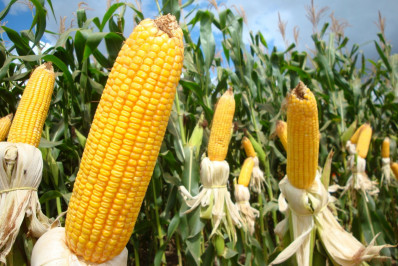 Milho: StoneX reduz previsão da safra verão 2023/24 do Brasil em 2,4%, para 25,81 milhões de t