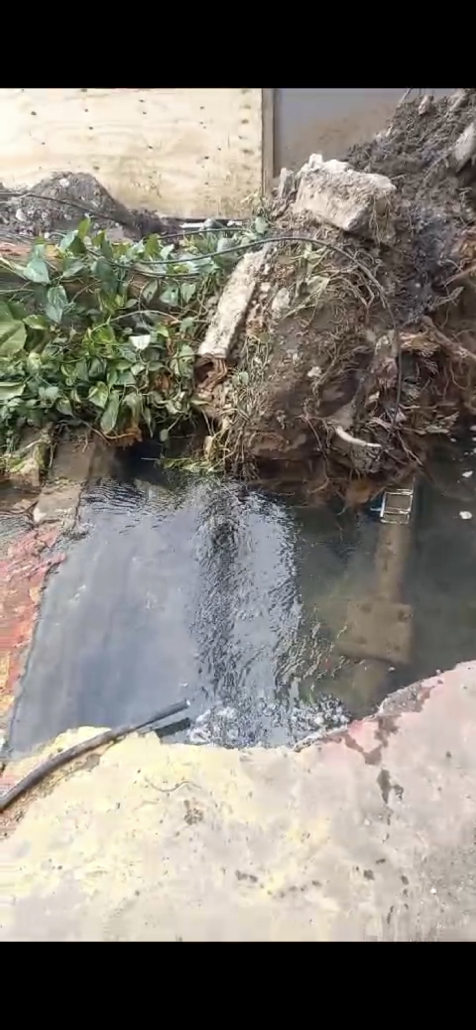 Moradores relatam que árvore cedeu devido a um vazamento de água na Rua Barão de Mesquita - Reprodução