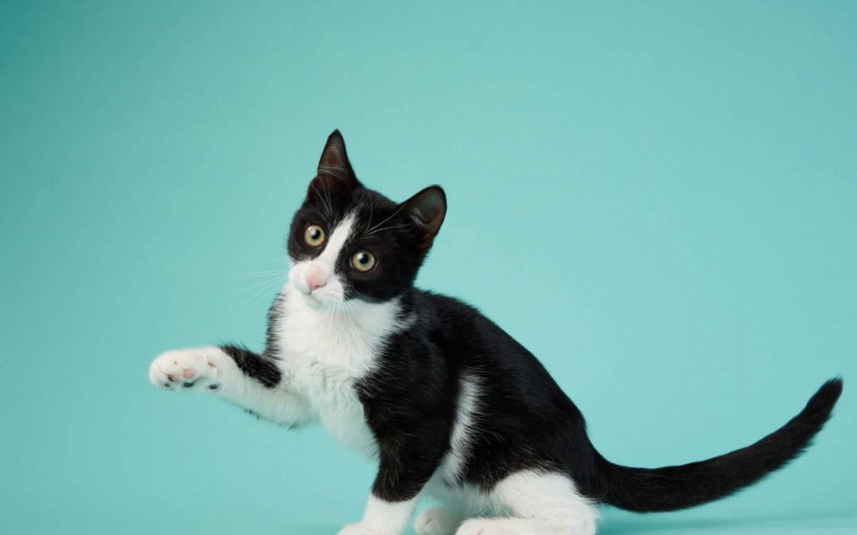 Alguns gatos podem ser bons companheiros para crian&ccedil;as (Imagem: dezy | Shutterstock)