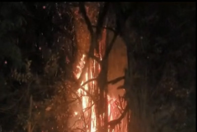 Incêndio atinge árvore em Santa Cruz