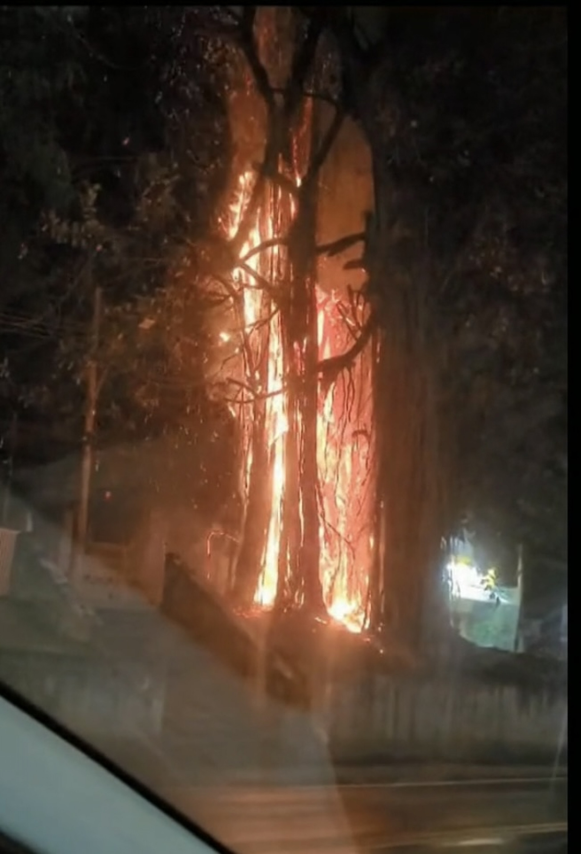Fortes chamas atingiram a árvore - Reprodução / TV Globo