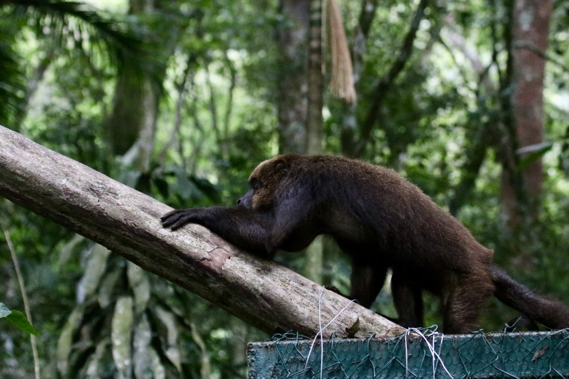  - Reprodução / Parque Nacional da Tijuca