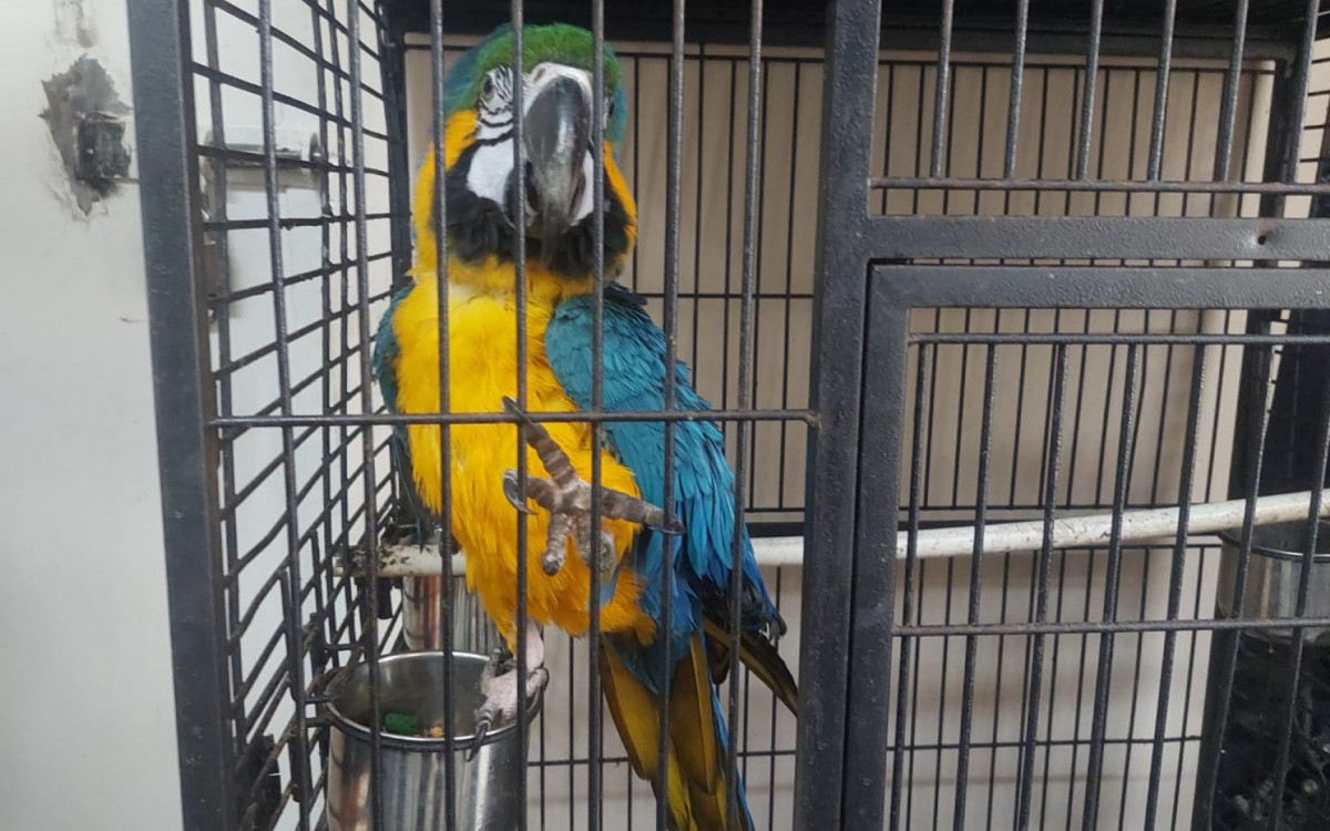 Seis animais foram resgatados da casa de Alba Samuraia Dias Santos, na Pavuna, nesta sexta-feira (5)