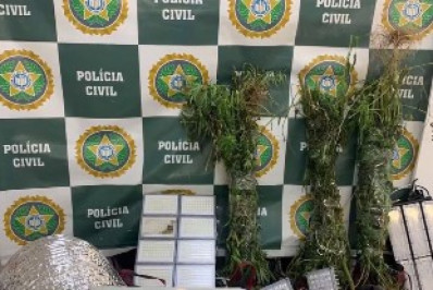 Polícia Federal e 93a DP encontram plantação de maconha em Volta Redonda