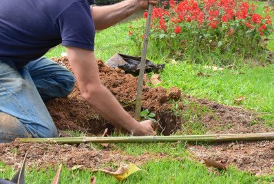 Mais de 23 mil árvores foram plantadas pela Prefeitura em 2023