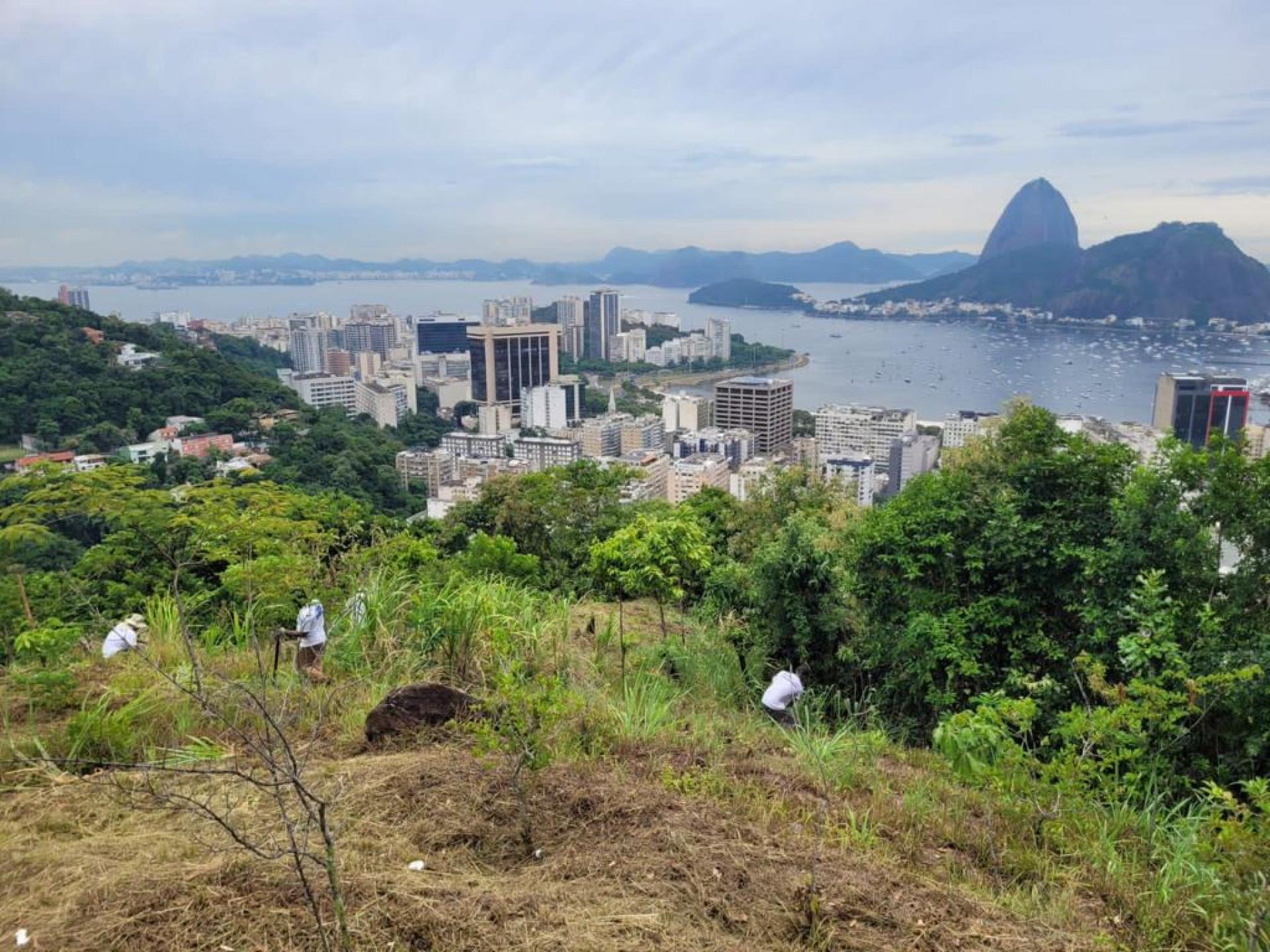 Área de reflorestamento do Parque Maciço da Preguiça - Divulgação / SMAC