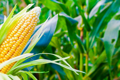 Produção de milho será de 116,9 milhões de t em 2024, projeta IBGE