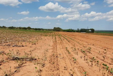 Colheita de soja 2023/24 atinge 21% da área no Brasil, mostra Conab