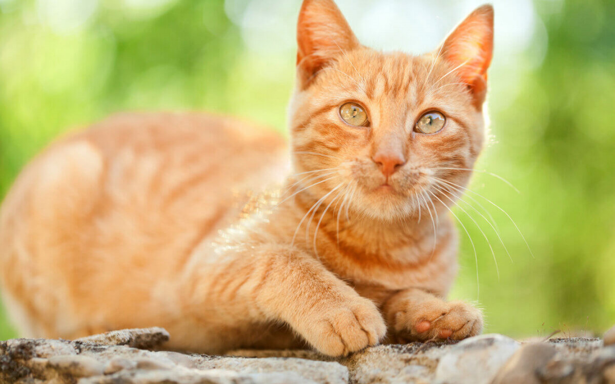 Gatos alaranjados são conhecidos por terem uma personalidade única (Imagem: Ivan Mateev | Shutterstock)