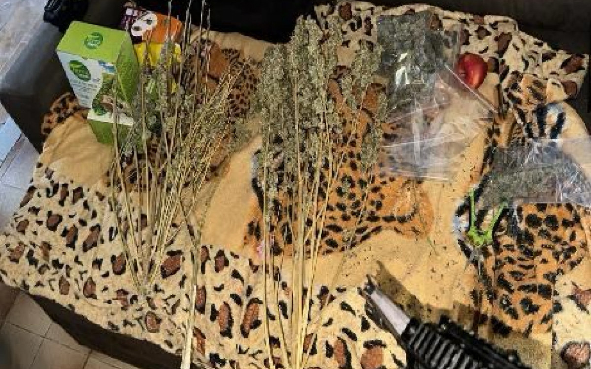 O laboratório contava com uma grande estufa com plantas, maquinário e pacotes de cannabis sativa