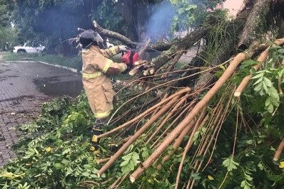 Chuva provoca quedas de árvores em Porto Real