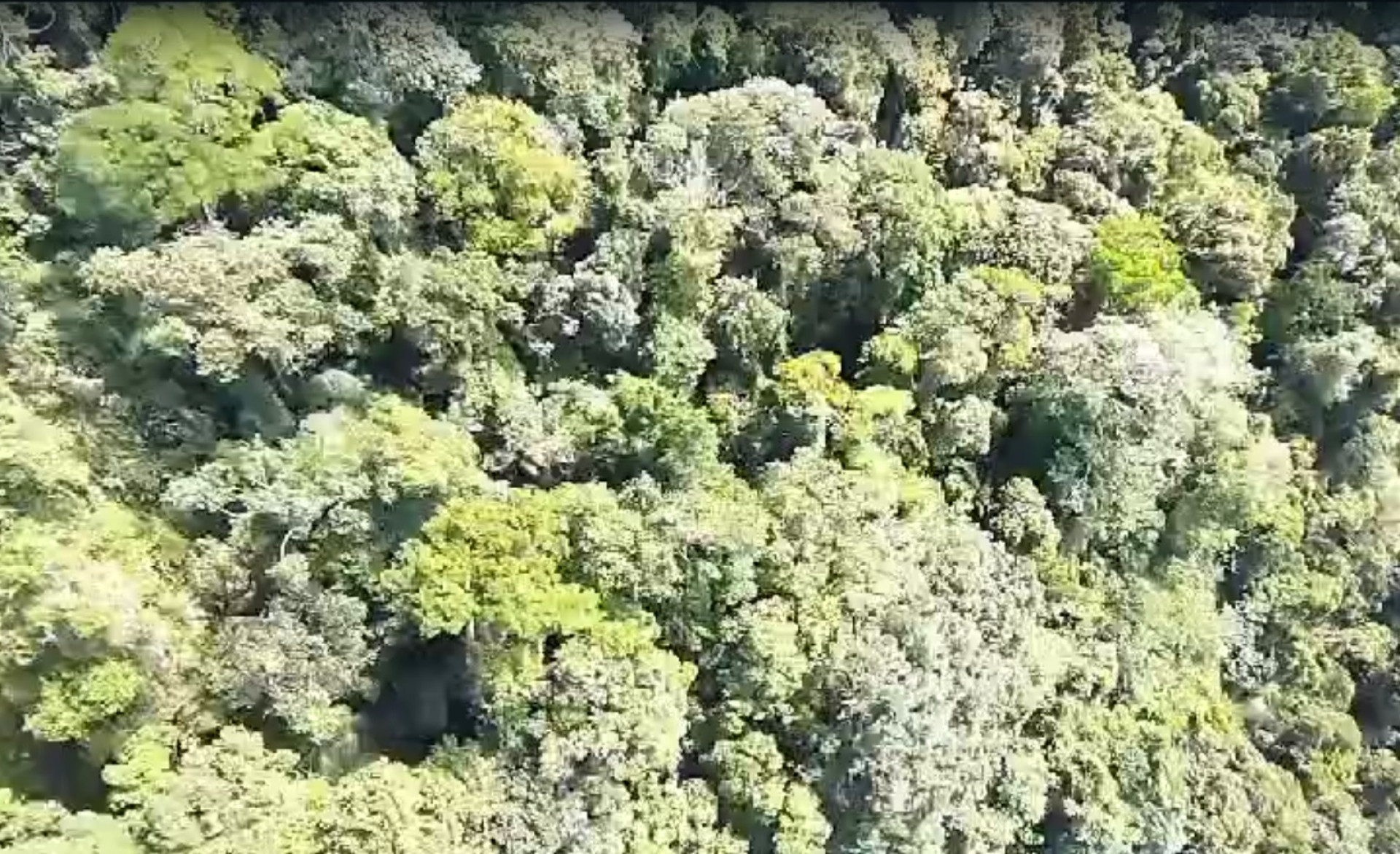 Helicóptero estava na área do município de Paraibuna - Reprodução