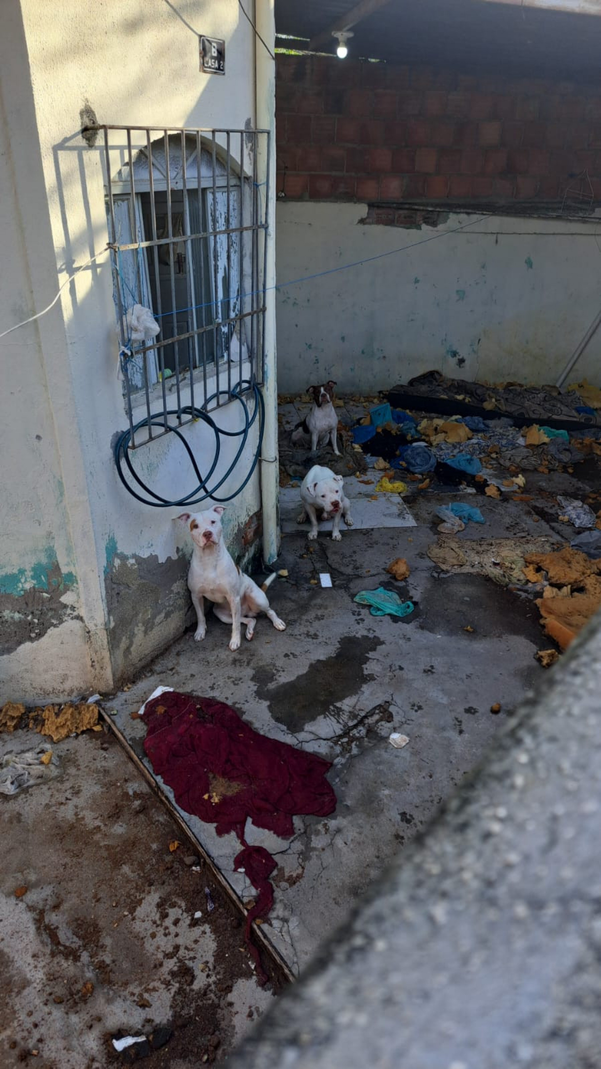 Pitbulls viviam em condi&ccedil;&otilde;es insalubres na Pavuna 